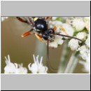 Ctenichneumon panzeri - Schlupfwespe m03d 12mm - OS-Hellern-Wiese-fdet02.jpg